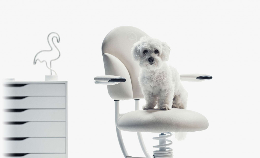 Kuža na belem pisarniškem stolu Basic